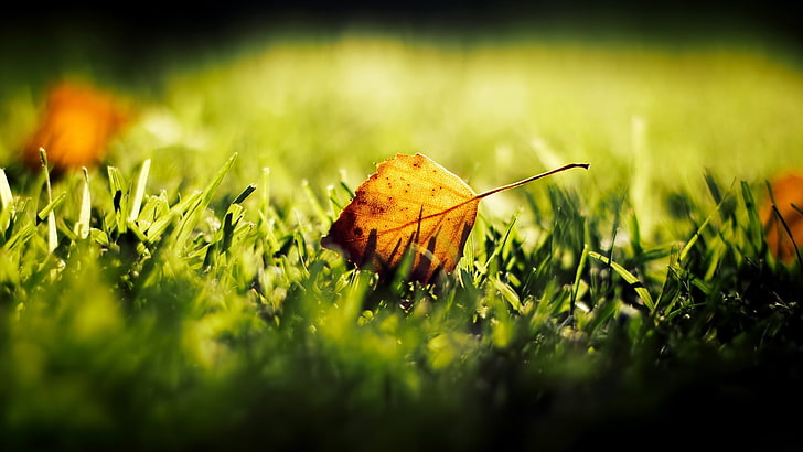 brown leaf and green grass, shallow focus photography of orange leaf on green grass, HD wallpaper