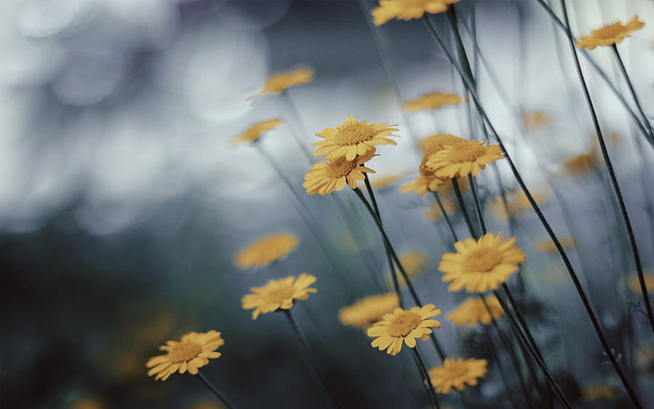 flowers, yellow flower, macro, flowering plant, growth, beauty in nature, HD wallpaper
