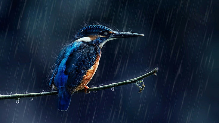 bird, rain, beak, wildlife, kingfisher, rainy day, common kingfisher, HD wallpaper