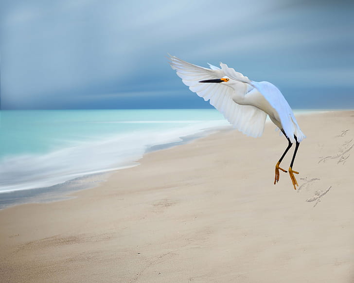 photo of white Flamingo on seashore, great egret, great egret