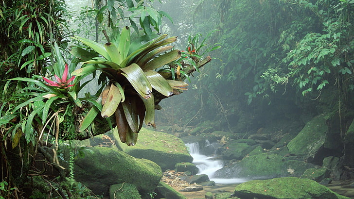 green leafed plant, nature, landscape, trees, forest, rainforest, HD wallpaper
