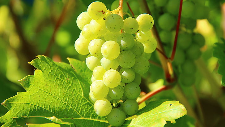 grapes, fruit, grapevine, vitis, vineyard, agriculture, food, HD wallpaper