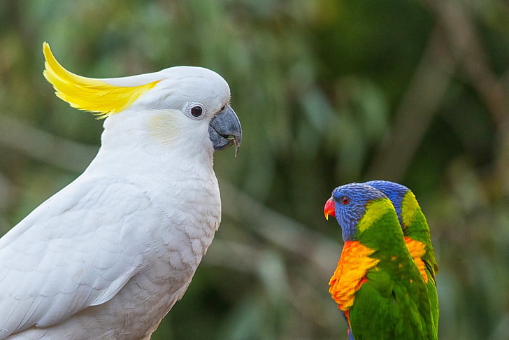 white parrot bird wallpaper