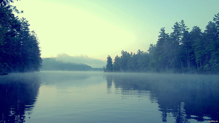 body of water and trees, lake, forest, mist, nature, plant, reflection