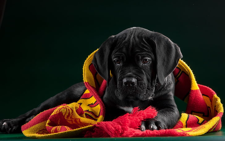 short-coated black puppy, fabric, cane Corso, canine, pets, one animal, HD wallpaper