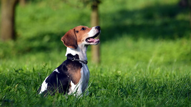 animals, dog, grass, Beagles, HD wallpaper