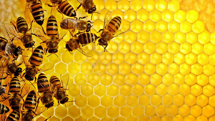 Bees, geometry, hexagon, Hive, honey, insect, nature, pattern, HD wallpaper