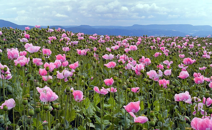 pink poppy flower field, poppies, meadow, sky, horizon, tulip, HD wallpaper