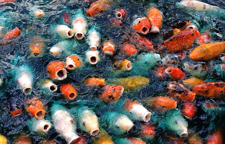 school of fish digital wallpaper, animals, carp, koi, large group of animals, HD wallpaper