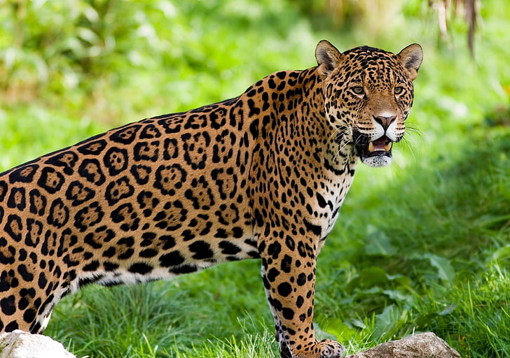 HD wallpaper: adult jaguar, wild cat, predator, animal, wildlife