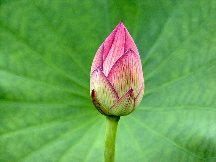 pink flower, sacred lotus, sacred lotus, Flower bud, Nelumbo nucifera, HD wallpaper
