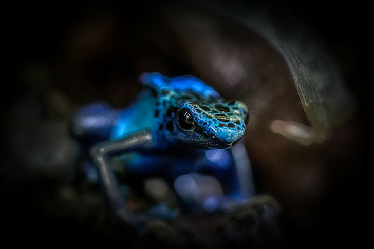 animals, poison dart frogs, blue, depth of field, closeup, Harry van Hees