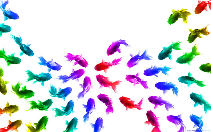 Fish Goldfish White Colorful HD, digital/artwork