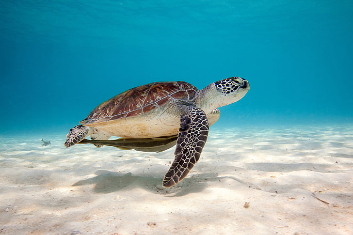 brown and white turtle, sea, water, sand, bottom, shell, underwater