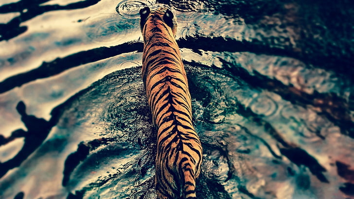 tiger animal, water, big cats, animals, no people, close-up, nature, HD wallpaper