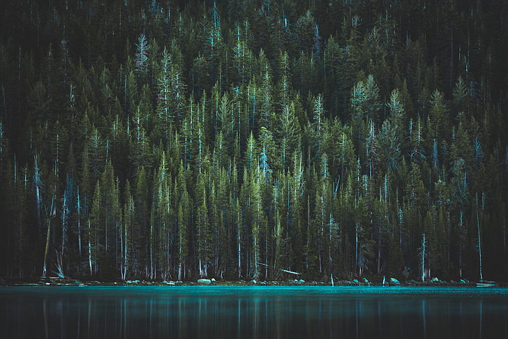 HD wallpaper: tall green pine tree lot, trees, lake, tenaya lake ...