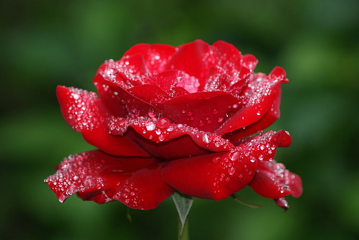 HD wallpaper: red rose, flower, dew, drops, nature, plant, close-up, petal  | Wallpaper Flare