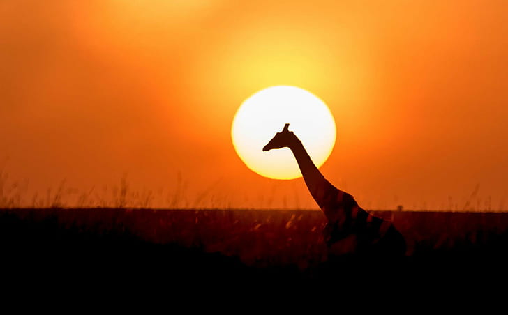 Giraffe during sunset surrounded on green grass field, Favorite, HD wallpaper