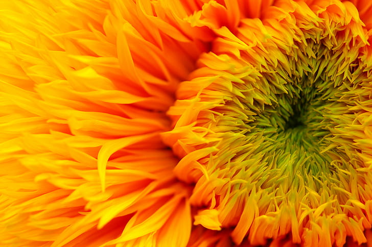 micro shot photography of yellow flower, sunflower, sunflower, HD wallpaper