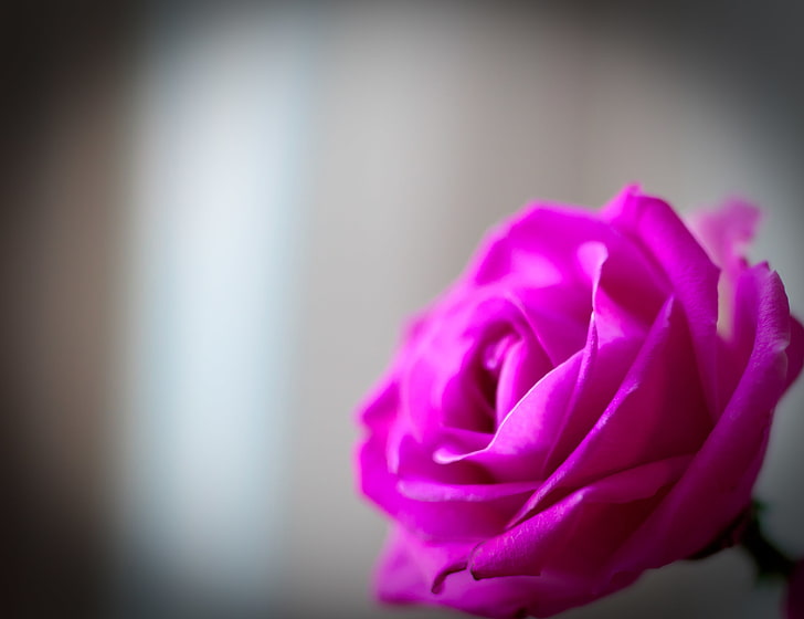 HD wallpaper: pink rose flower, macro, flowers, background, Wallpaper,  tenderness | Wallpaper Flare