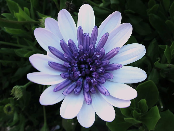 close image of purple-and-white petaled flower, feira, feira