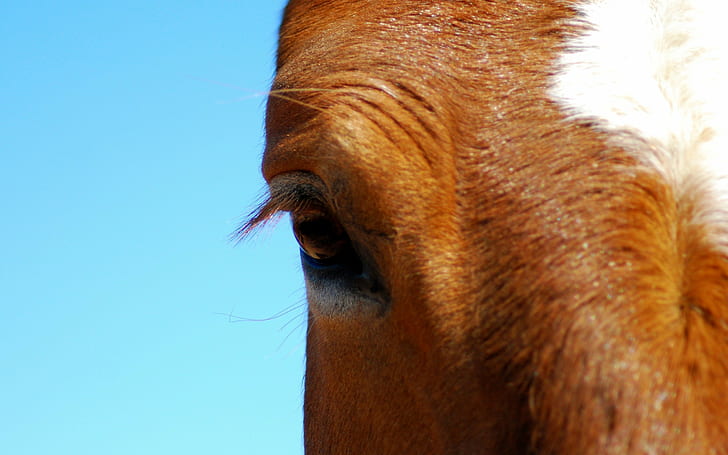 horse, eyes, animals, HD wallpaper
