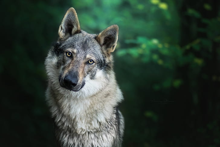 animals, forest, wolf, one animal, animal themes, mammal, dog, HD wallpaper