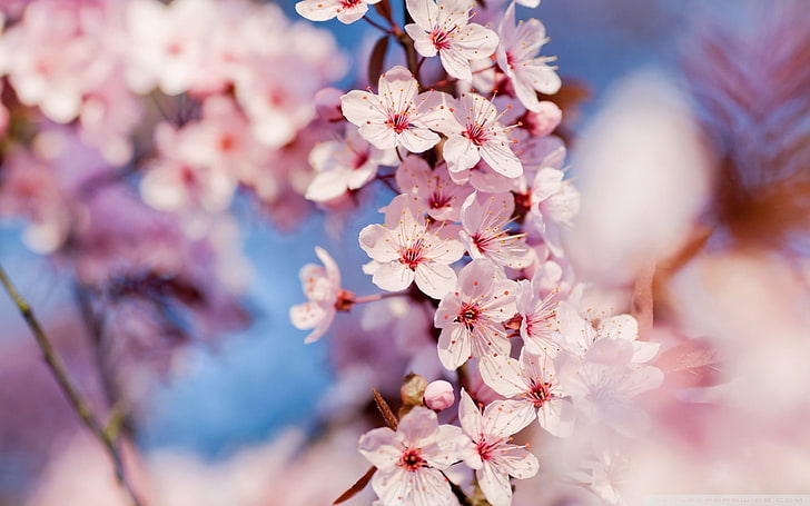 pink flowers, spring, macro, nature, tree, pink Color, springtime, HD wallpaper