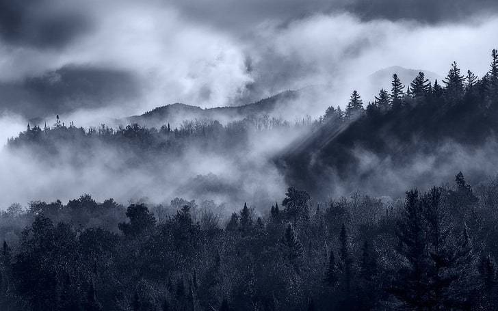 pine trees covered in mists, landscape, nature, forest, mountains