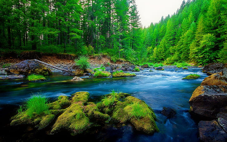 Green Pine Forest River Rock Beautiful Nature Hd Wallpaper, HD wallpaper