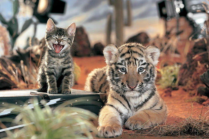 HD wallpaper: tiger cub and short-fur gray tabby kitten, cat, Wallpaper,  friendship | Wallpaper Flare