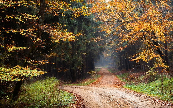 landscape, nature, dirt road, forest, fall, leaves, trees, shrubs