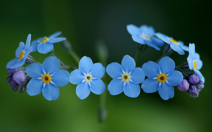 Flowers Blue Forget Me Nots