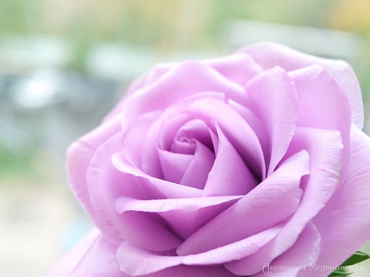 flower, flowers, rose, lilac rose, HD wallpaper