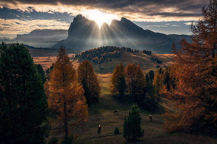 green and brown leafed trees, maple leaf trees, Dolomites (mountains)