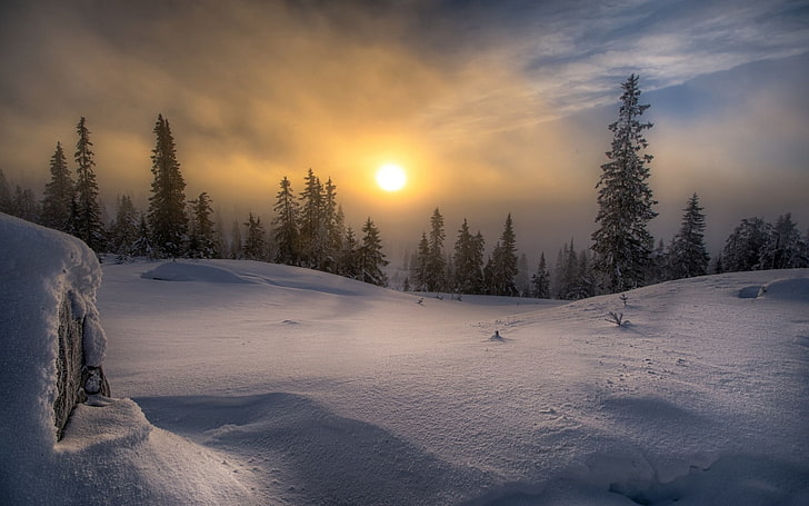 landscape, nature, winter, snow, forest, frost, Sun, mist, pine trees, HD wallpaper