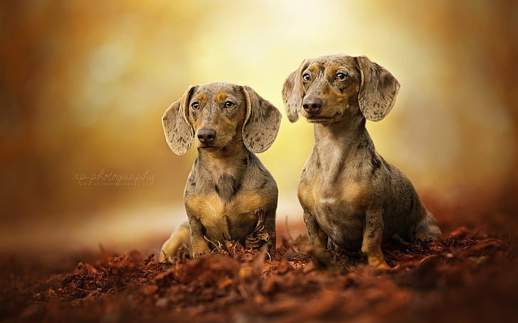HD dachshund puppy wallpapers  Peakpx