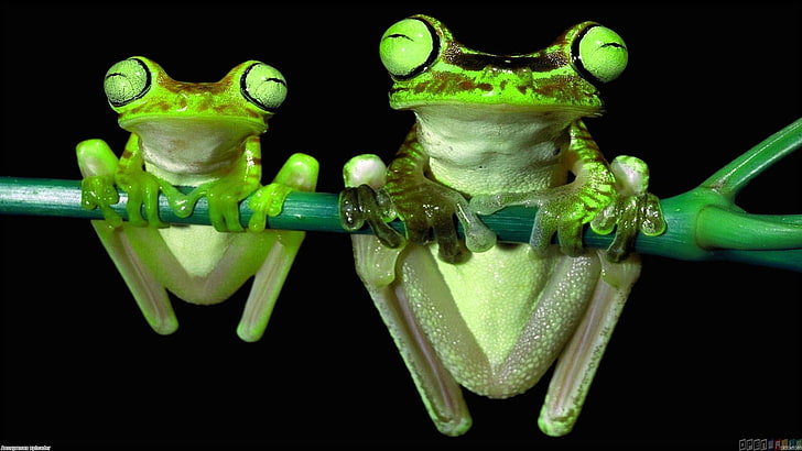 frog, animals, nature, amphibian, animal themes, studio shot, HD wallpaper