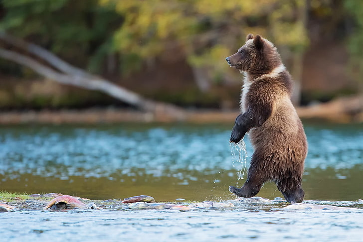 grizzly bear, bears, nature, animals, river, baby animals, Grizzly Bears, HD wallpaper