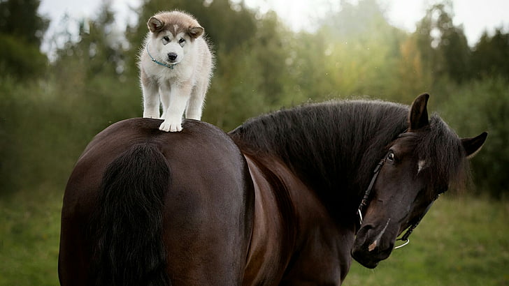 horse, dog, siberian husky, dog breed, puppy, cute, horse riding, HD wallpaper