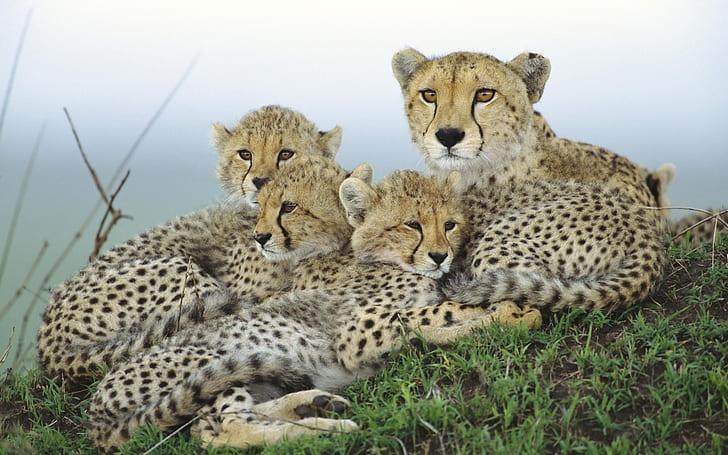 Cheetah family, HD wallpaper