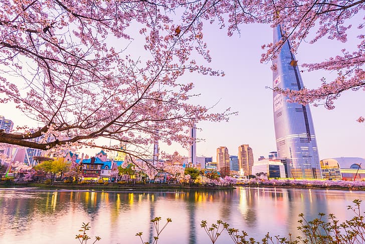 landscape, city, the city, cherry, spring, Sakura, flowering, HD wallpaper