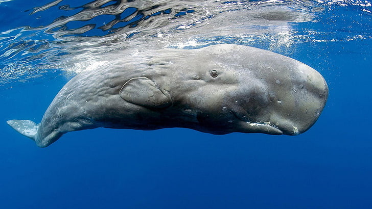 whale, animals, sea, Sperm Whale, animal wildlife, underwater, HD wallpaper