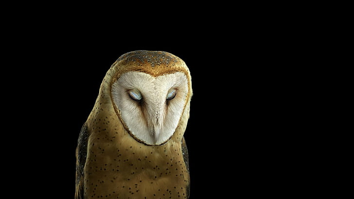 photography, animals, owl, simple background, nature, birds, HD wallpaper