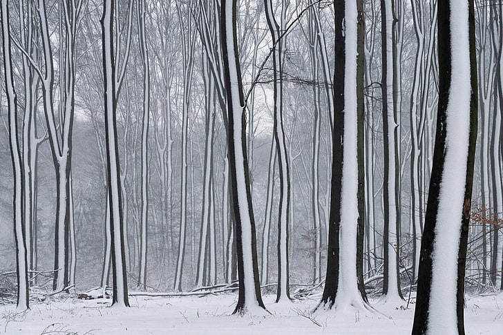 black and white window curtain, forest, snow, winter, tree, land, HD wallpaper