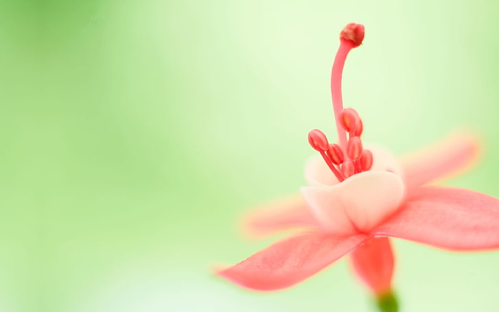 Pink flowers bloom-Windows 8 1 preview Desktop wid.., pink petaled flower