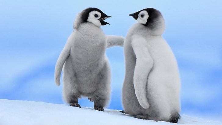 penguins, animals, snow, cold temperature, animal themes, winter