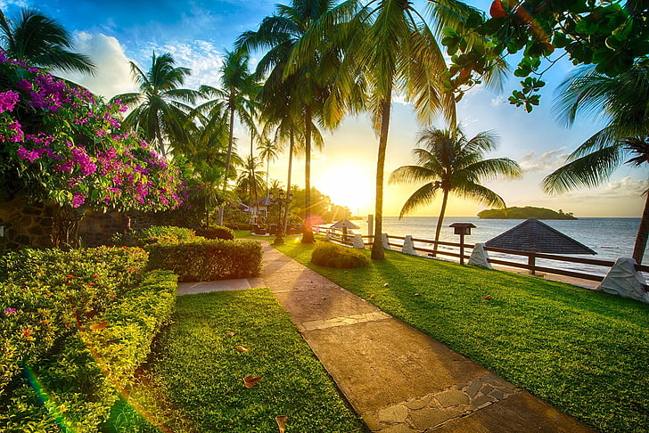 green grass, beach, sunset, palm trees, sea, flowers, coast, path, HD wallpaper