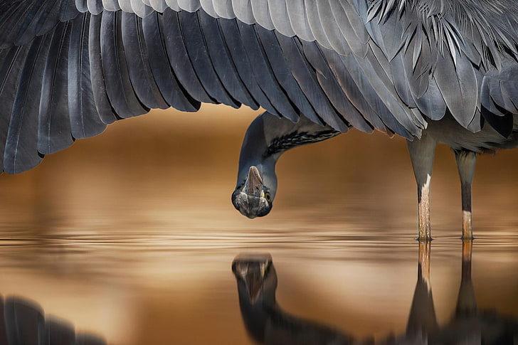 gray and black bird, nature, animals, birds, upside down, water