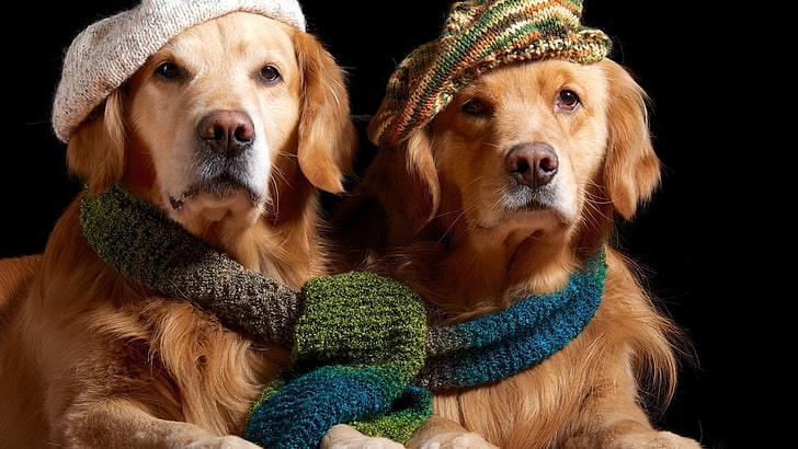 animals, dog, golden retrievers, scarf, hat, pets, canine, domestic, HD wallpaper